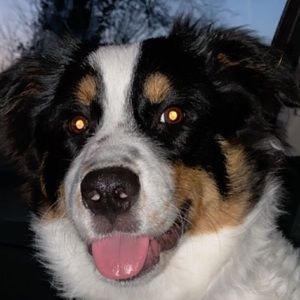 Meet your Posher, Freddy